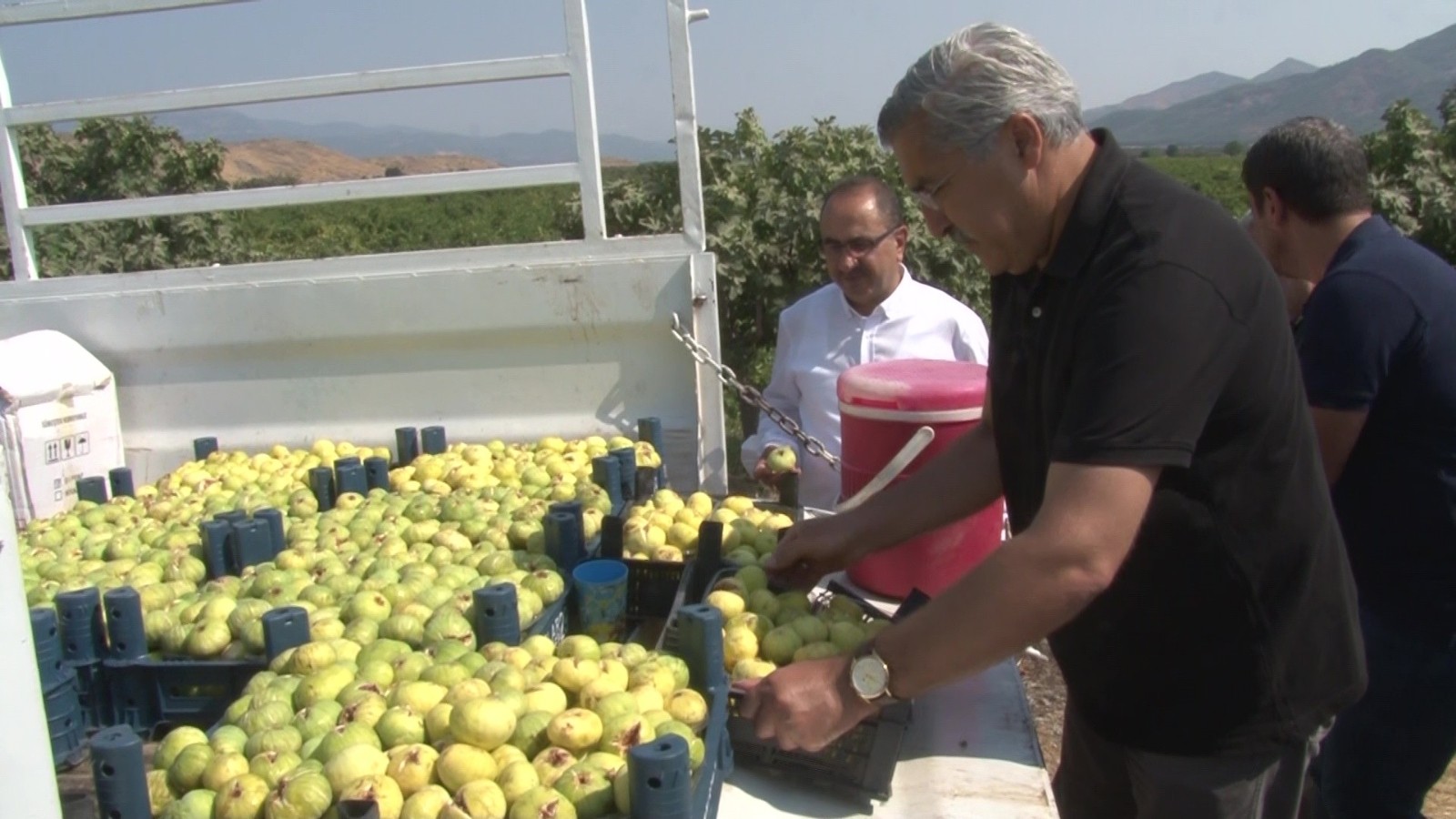 Hatay’da yılda 3 bin ton incir yetişiyor