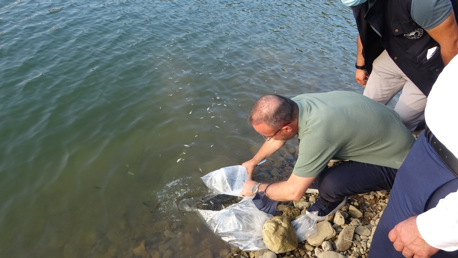 Çanakkale’de 250 bin pullu sazan balığı yavrusu göletlere bırakıldı