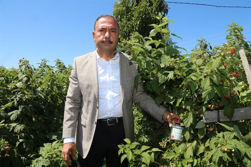 Meyve düşmanı sinekler tuzakla yakalanacak