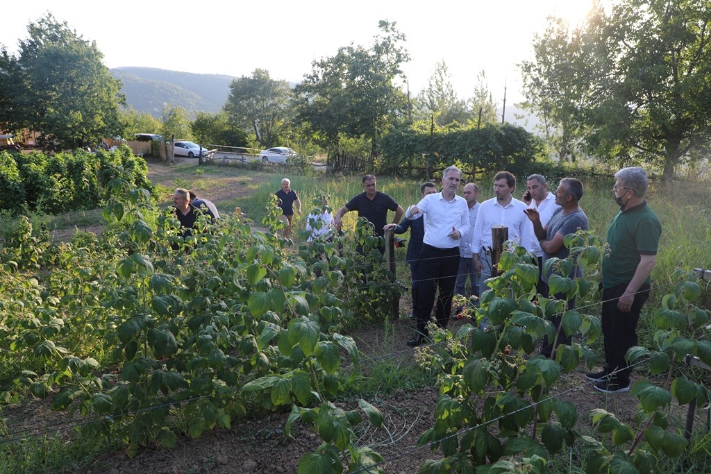 İnegöl’de ahududu hasadı başladı