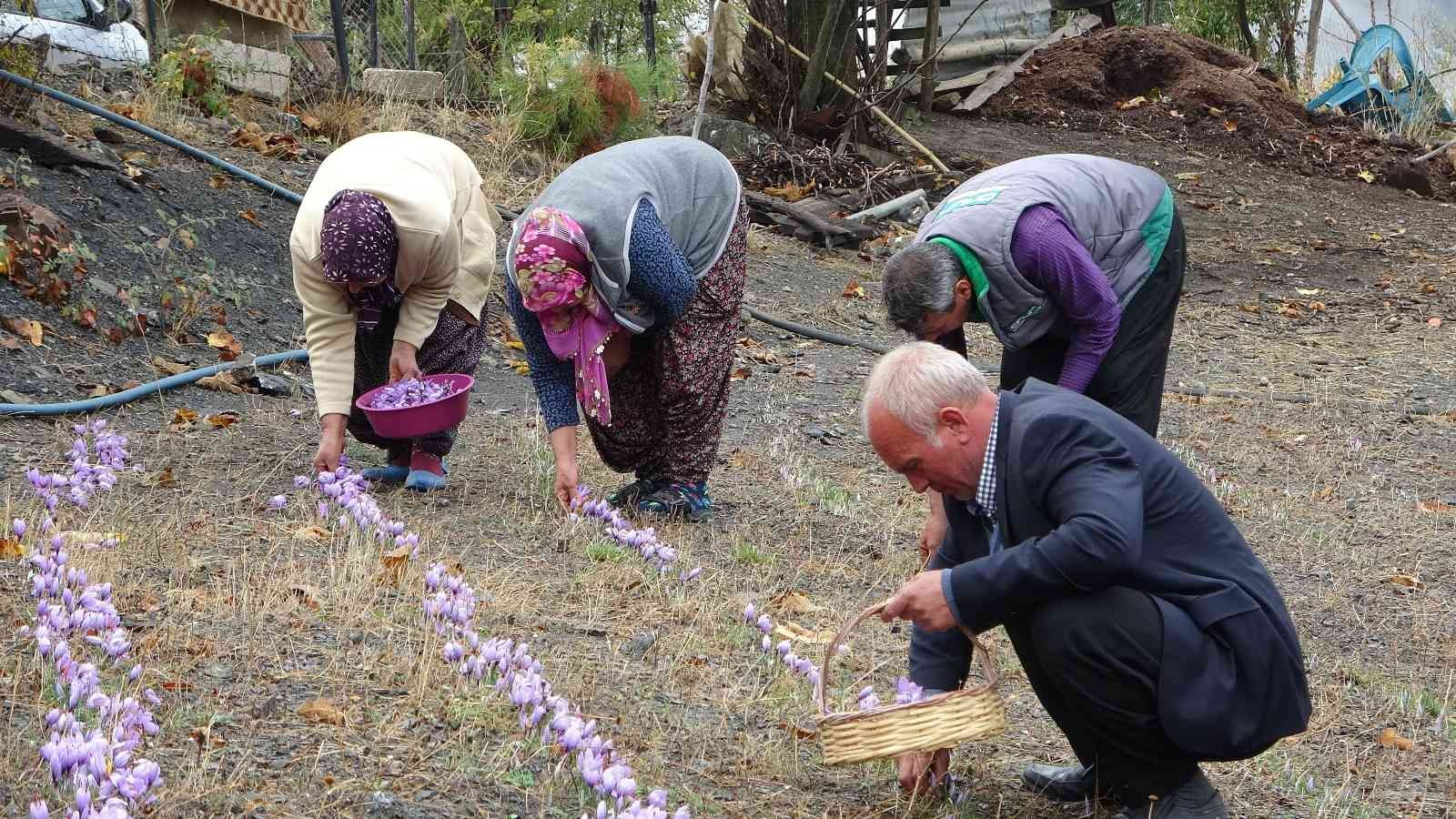 Gramı 50 TL... Adana’da safran hasadı başladı