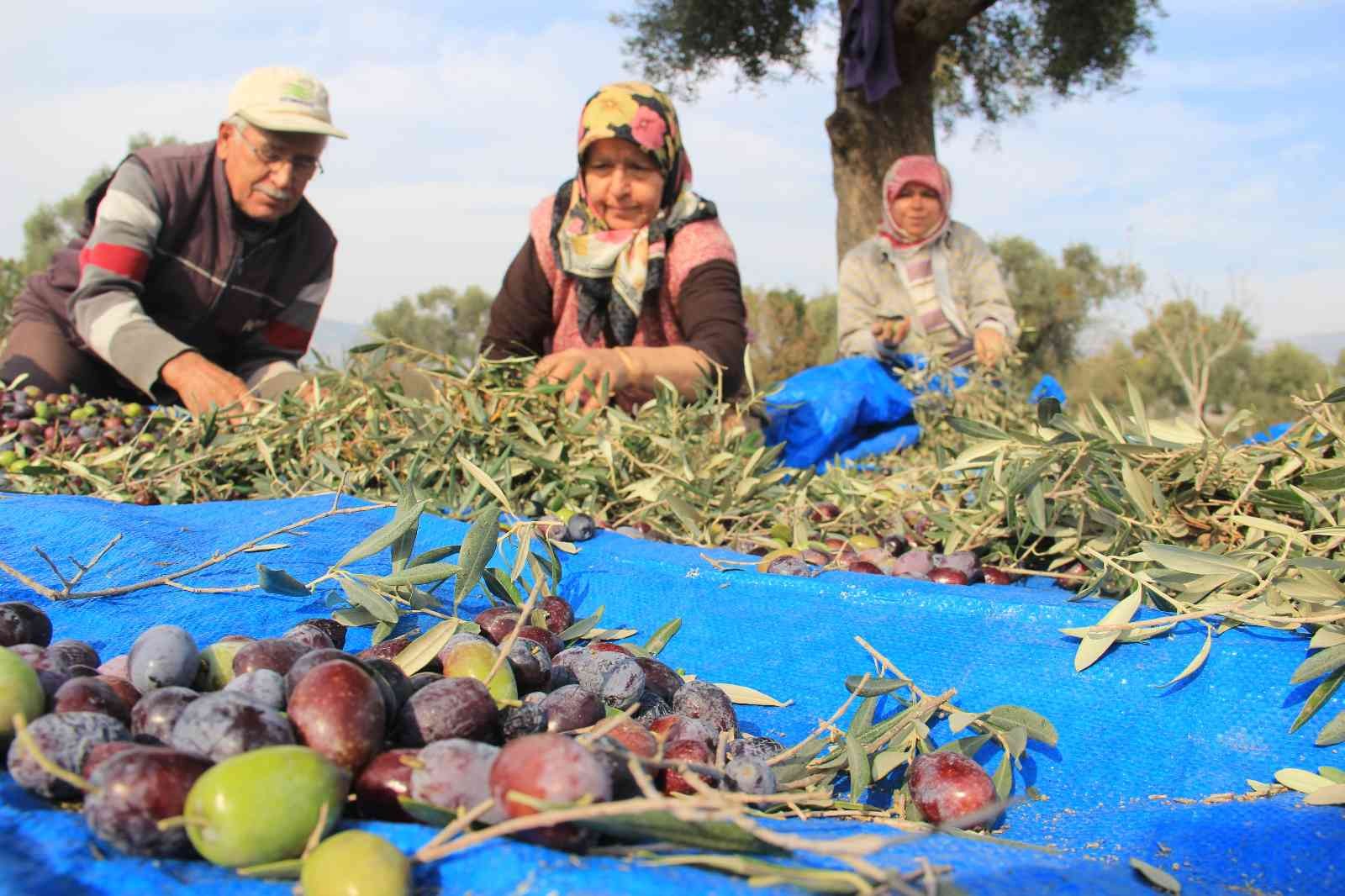 Aydın’da zeytin hasat sezonu başladı