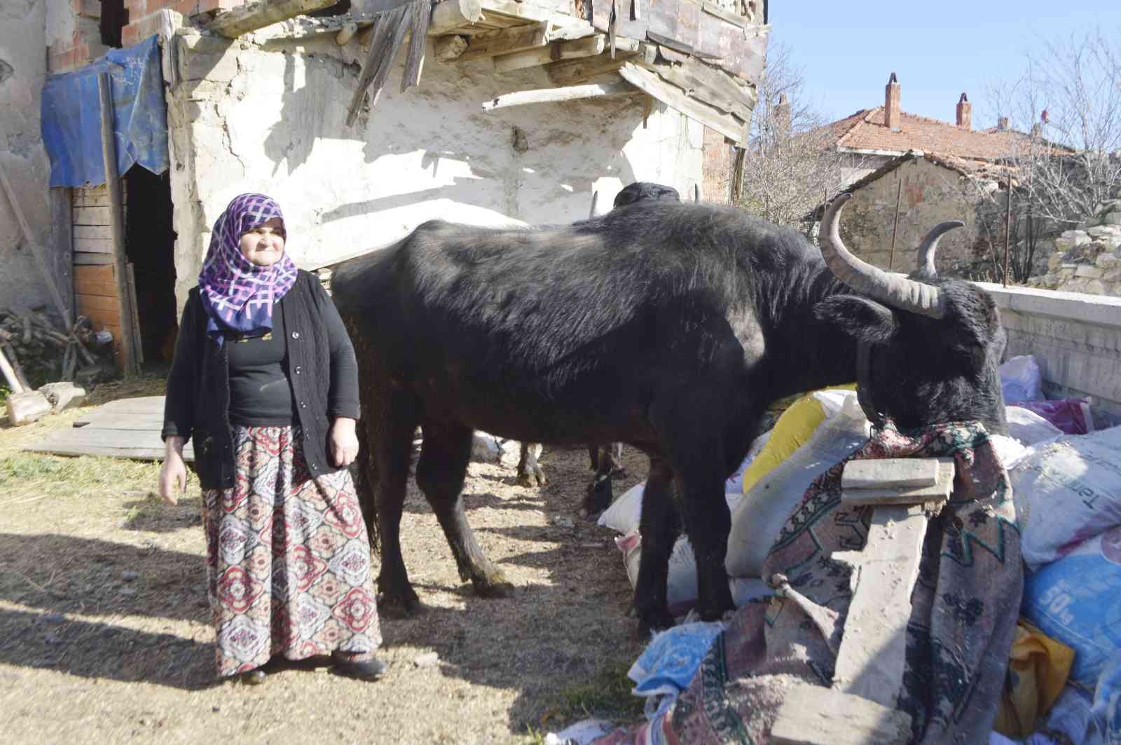 (ÖZEL) Manda yetiştiriciliğine destek