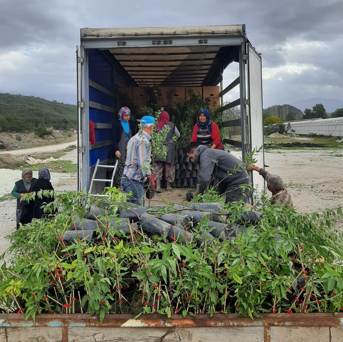 Manisa ve Muğla’dan Azerbaycan’a ceviz ve badem fidanı ihracatı
