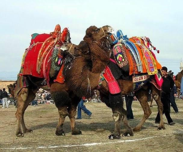 Bu da icradan satılık güreş devesi, yarı fiyatına satılacak