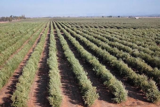 Türkiye’de İspanyol zeytin çeşitlerine ilgi artıyor