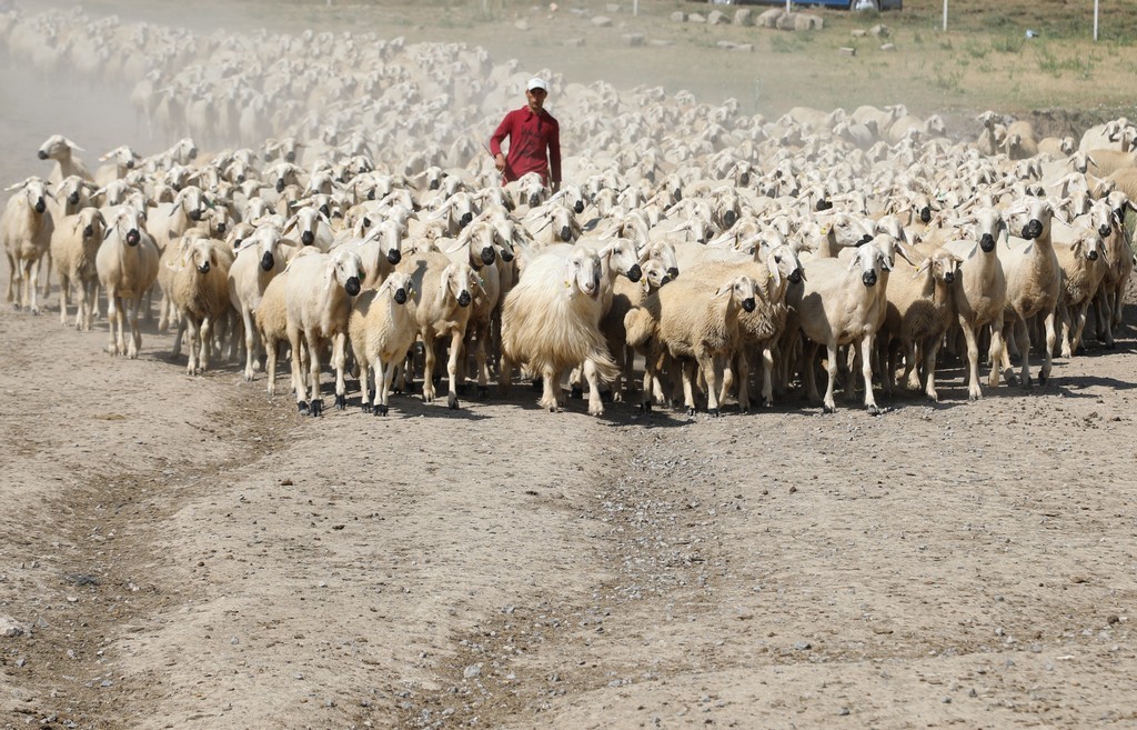 Sivas’ta hayvancılık yaygınlaşıyor, sayı katlanarak artıyor