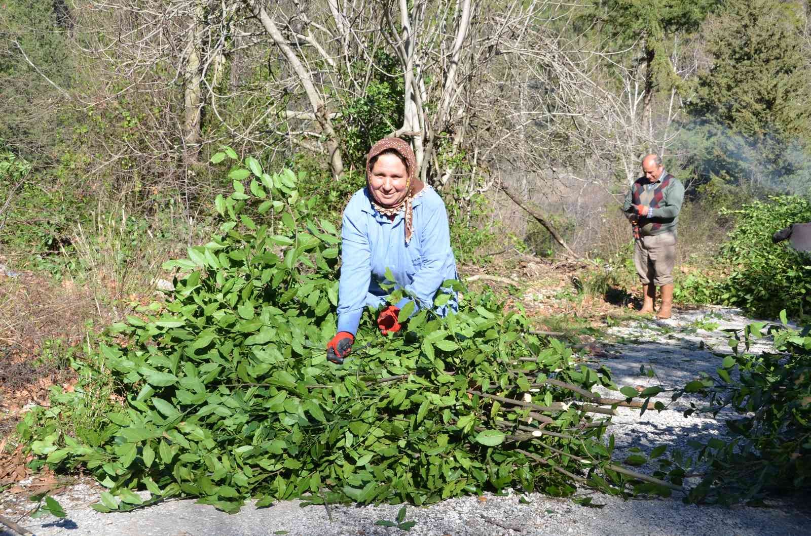 Antalya’da defne yaprağı orman köylüsünün geçim kaynağı oldu