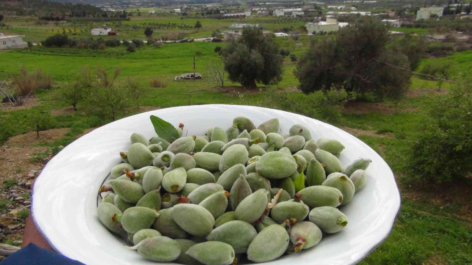 Mersin’de yangın bölgesinde çağla hasadı