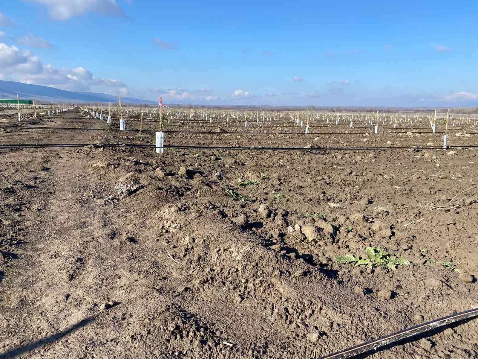 Tarım arazilerine yabancı yatırımcı ilgisi