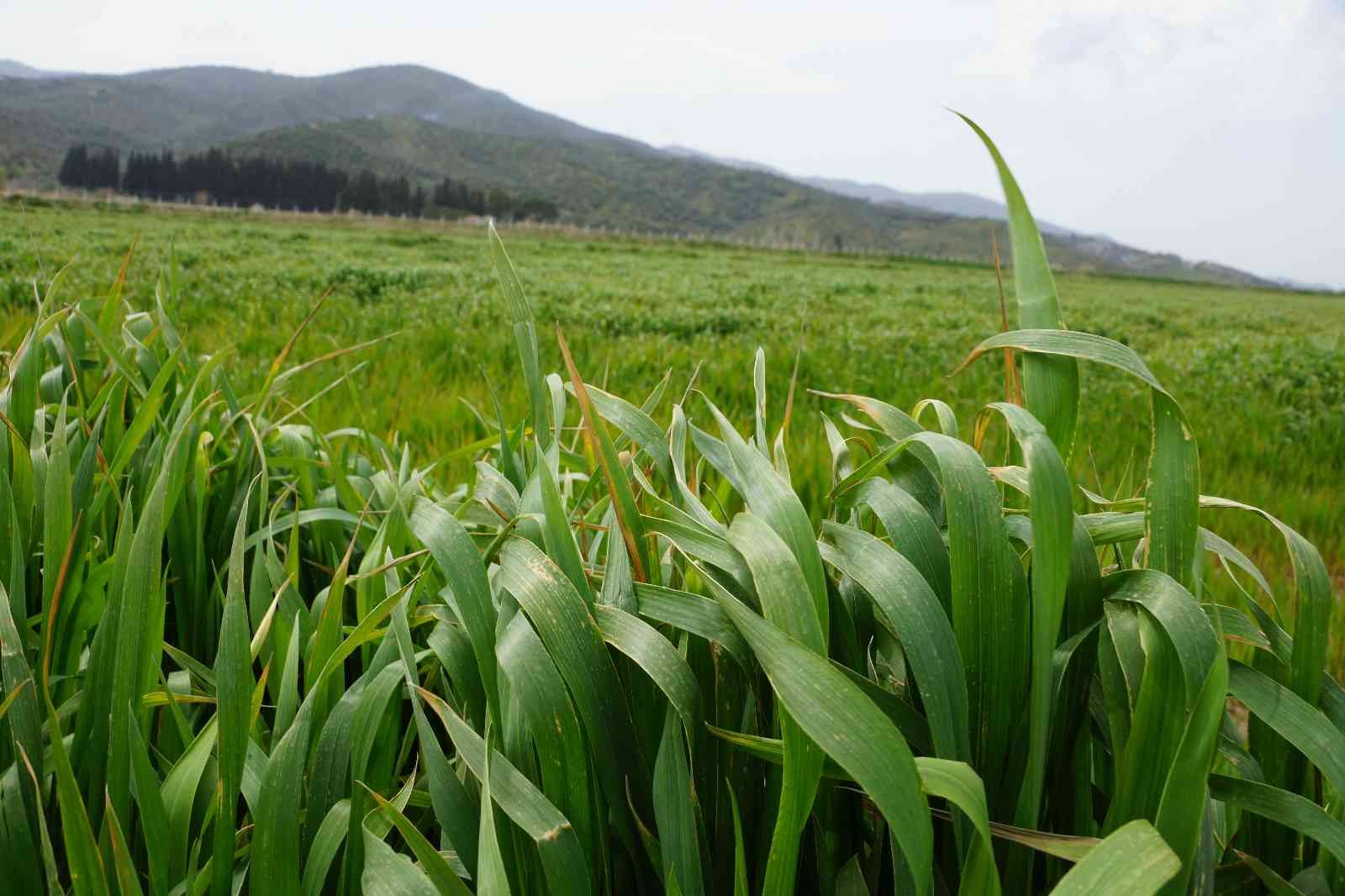 Üniversitenin buğdayları, yokluk çektirmeyecek