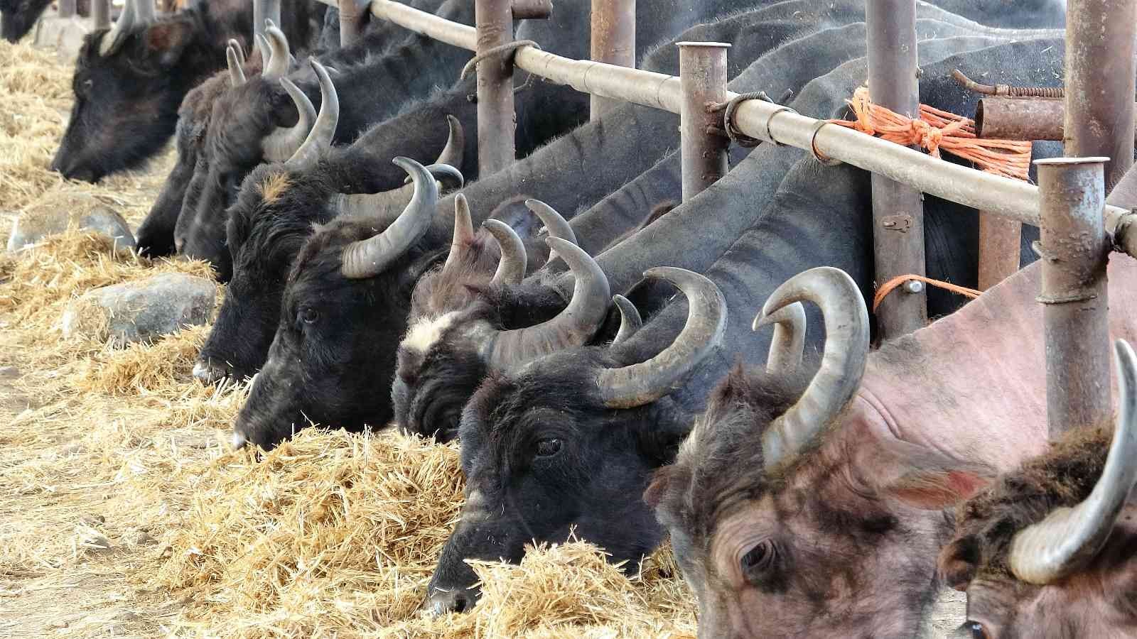 Cumhurbaşkanı Erdoğan tavsiye etti, Tokat’ta üretimde ön sıralarda yer alıyor