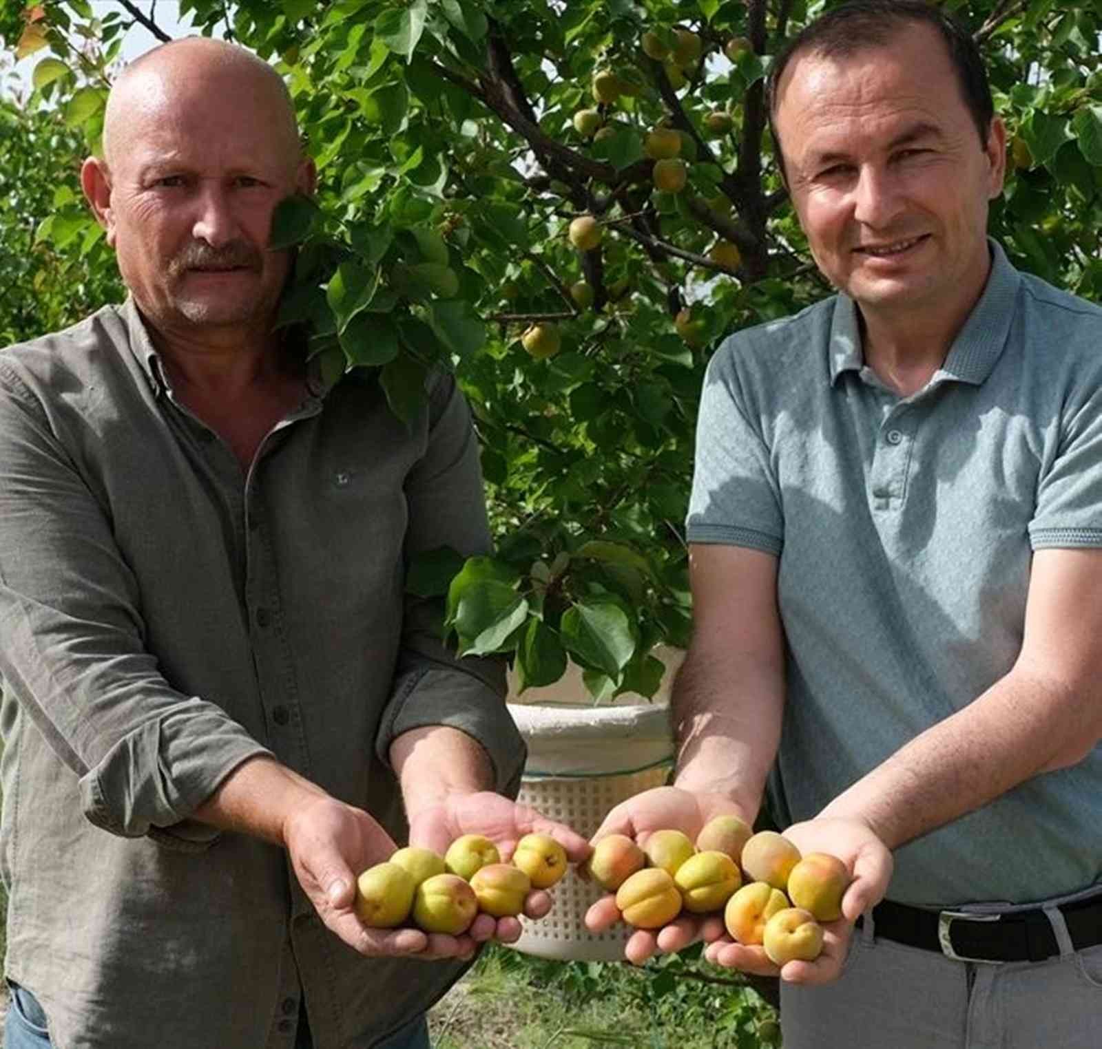 Mersin’de sofralık kayısı hasadı başladı