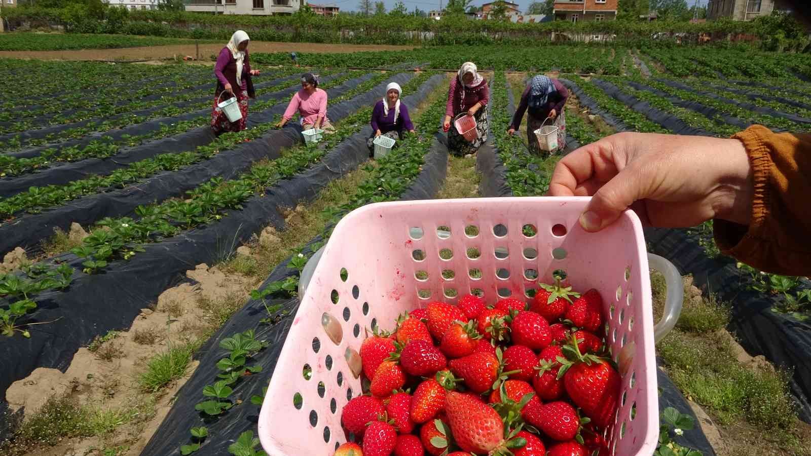 Ordu’da çilek hasadı başladı